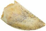 Serrated, Raptor Tooth - Real Dinosaur Tooth #233009-1